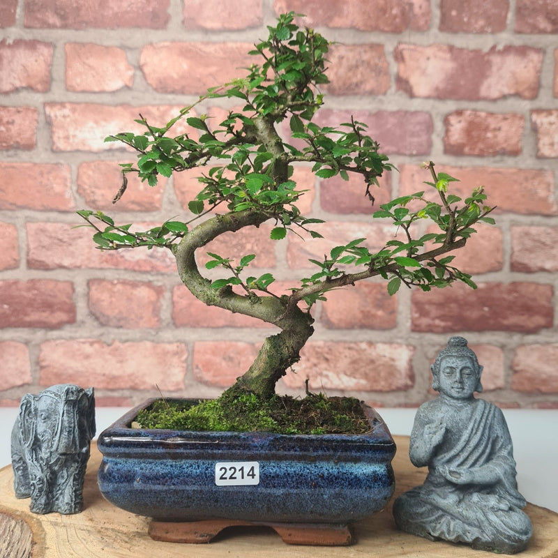 Chinese Elm (Ulmus Parvifolia) Bonsai Tree | Shaped | In 15cm Pot - Yorkshire Bonsai