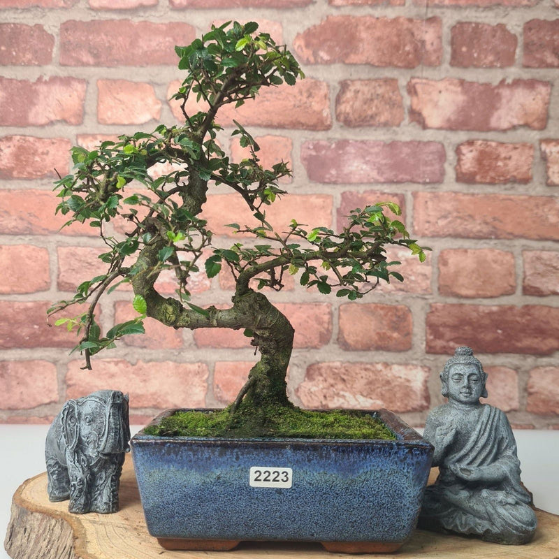 Chinese Elm (Ulmus Parvifolia) Bonsai Tree | Shaped | In 15cm Pot - Yorkshire Bonsai