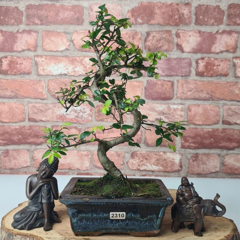 Chinese Elm (Ulmus Parvifolia) Bonsai Tree | Shaped | In 15cm Pot - Yorkshire Bonsai