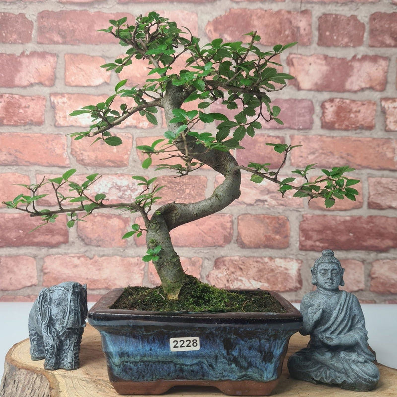 Chinese Elm (Ulmus Parvifolia) Bonsai Tree | Shaped | In 15cm Pot - Yorkshire Bonsai