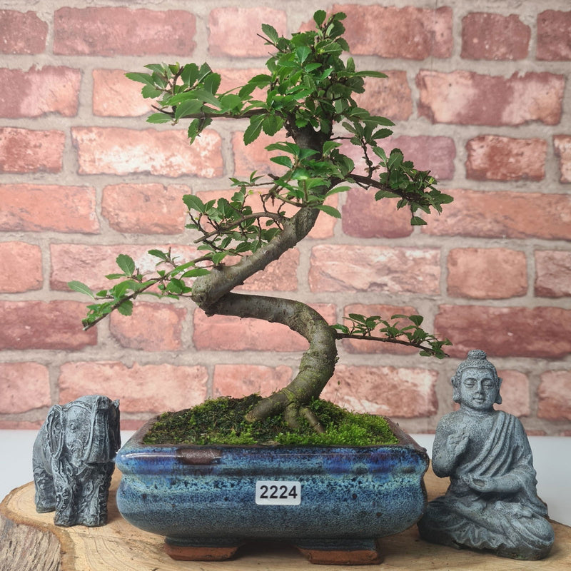 Chinese Elm (Ulmus Parvifolia) Bonsai Tree | Shaped | In 15cm Pot - Yorkshire Bonsai