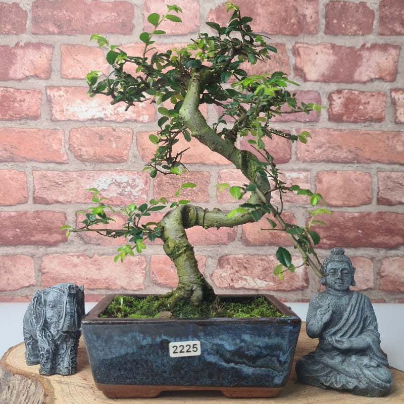 Chinese Elm (Ulmus Parvifolia) Bonsai Tree | Shaped | In 15cm Pot - Yorkshire Bonsai