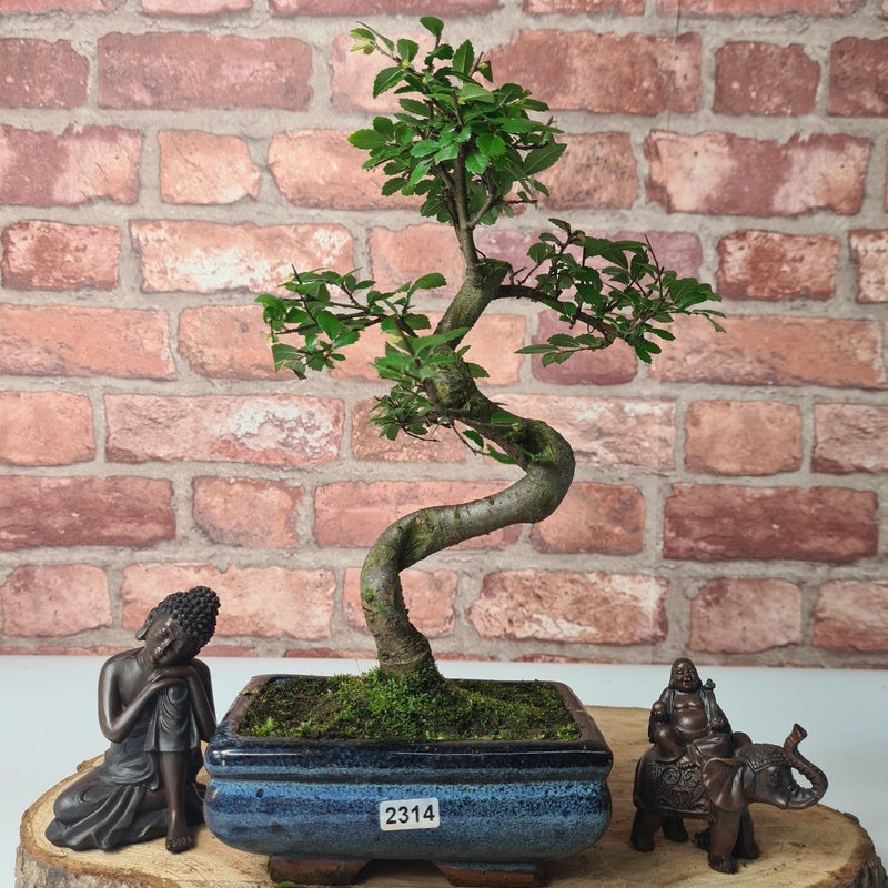 Chinese Elm (Ulmus Parvifolia) Bonsai Tree | Shaped | In 15cm Pot - Yorkshire Bonsai