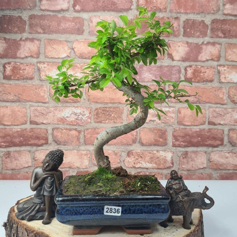 Chinese Elm (Ulmus Parvifolia) Bonsai Tree | Shaped | In 15cm Pot - Yorkshire Bonsai