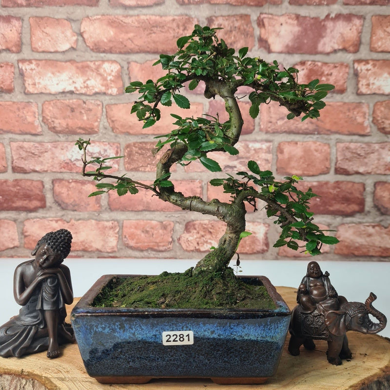 Chinese Elm (Ulmus Parvifolia) Bonsai Tree | Shaped | In 15cm Pot - Yorkshire Bonsai