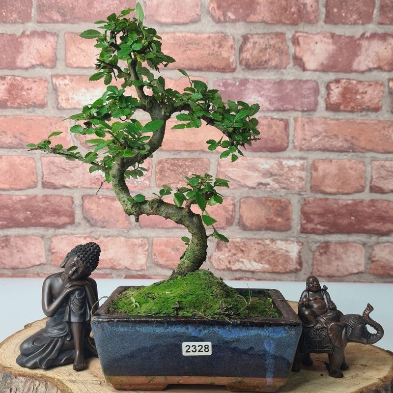 Chinese Elm (Ulmus Parvifolia) Bonsai Tree | Shaped | In 15cm Pot - Yorkshire Bonsai