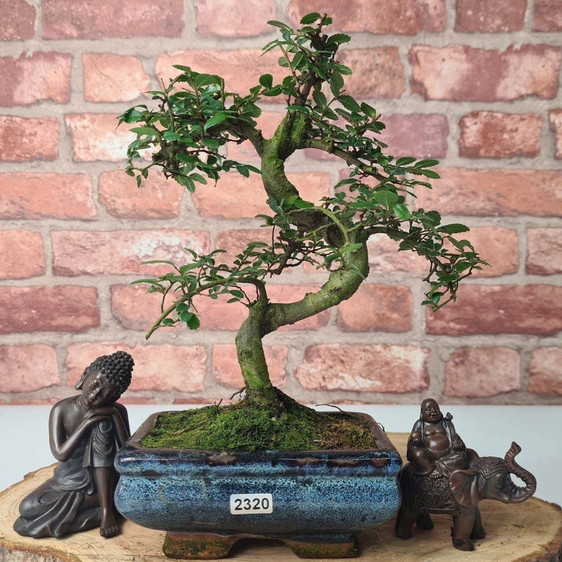 Chinese Elm (Ulmus Parvifolia) Bonsai Tree | Shaped | In 15cm Pot - Yorkshire Bonsai