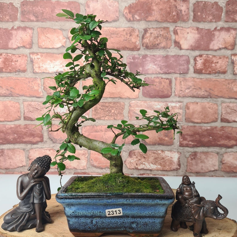 Chinese Elm (Ulmus Parvifolia) Bonsai Tree | Shaped | In 15cm Pot - Yorkshire Bonsai