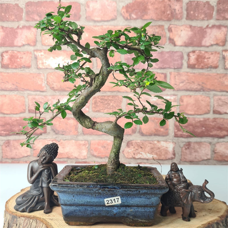 Chinese Elm (Ulmus Parvifolia) Bonsai Tree | Shaped | In 15cm Pot - Yorkshire Bonsai