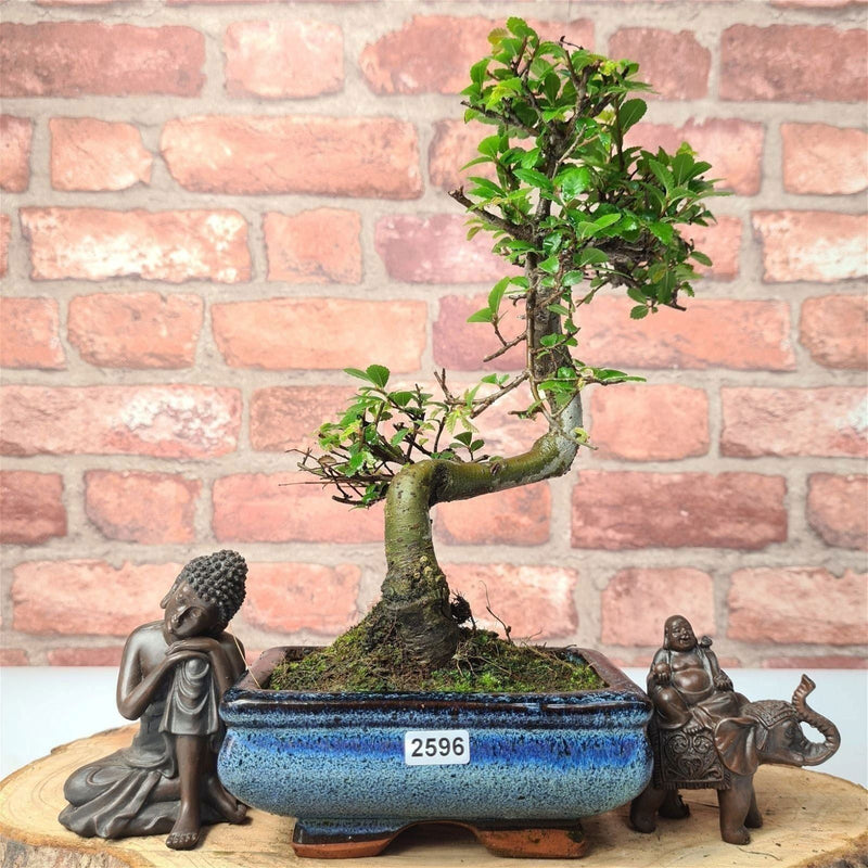 Chinese Elm (Ulmus Parvifolia) Bonsai Tree | Shaped | In 15cm Pot - Yorkshire Bonsai