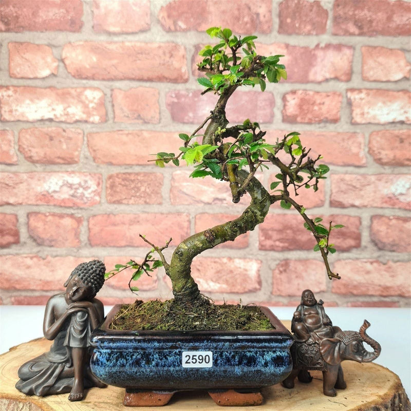 Chinese Elm (Ulmus Parvifolia) Bonsai Tree | Shaped | In 15cm Pot - Yorkshire Bonsai