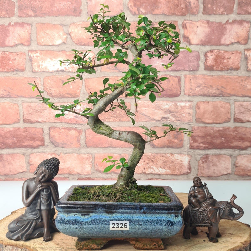 Chinese Elm (Ulmus Parvifolia) Bonsai Tree | Shaped | In 15cm Pot - Yorkshire Bonsai