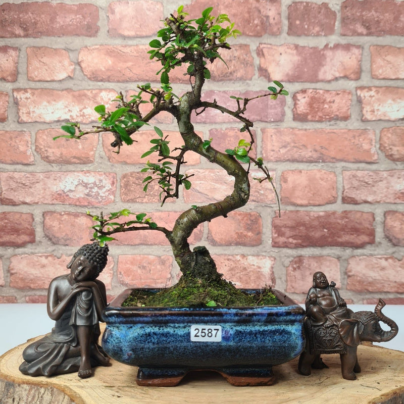 Chinese Elm (Ulmus Parvifolia) Bonsai Tree | Shaped | In 15cm Pot - Yorkshire Bonsai