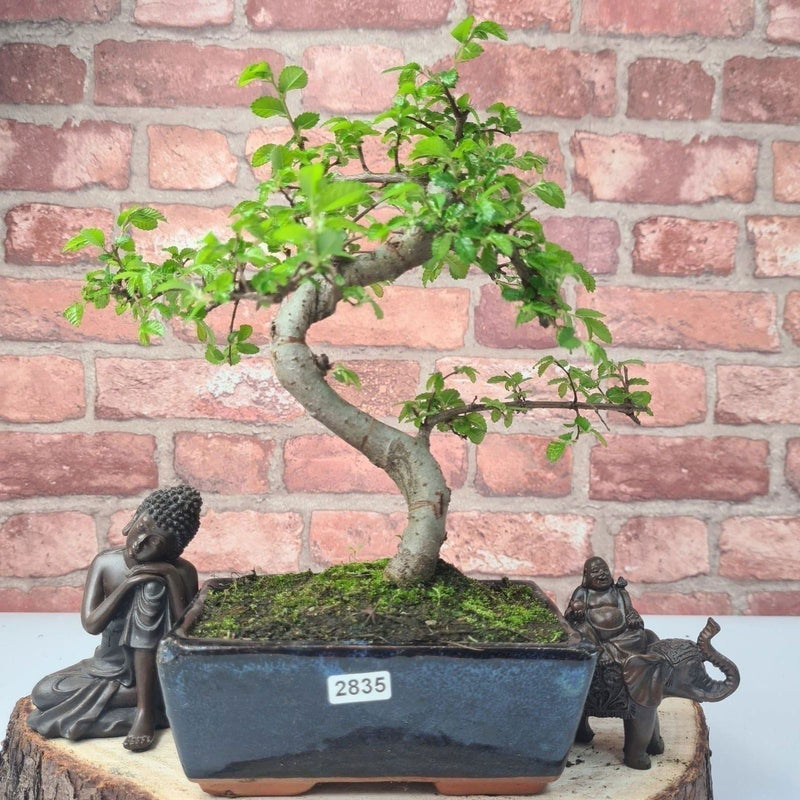 Chinese Elm (Ulmus Parvifolia) Bonsai Tree | Shaped | In 15cm Pot - Yorkshire Bonsai