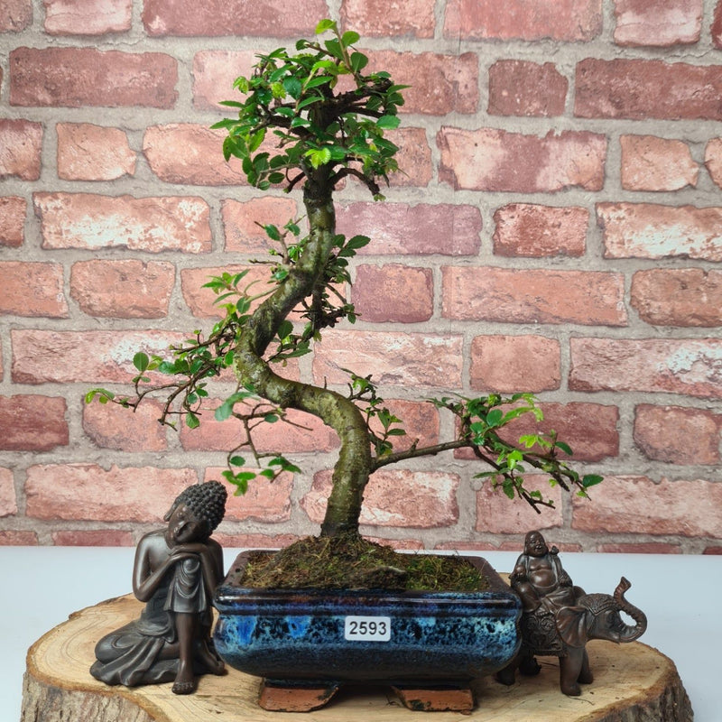 Chinese Elm (Ulmus Parvifolia) Bonsai Tree | Shaped | In 15cm Pot - Yorkshire Bonsai