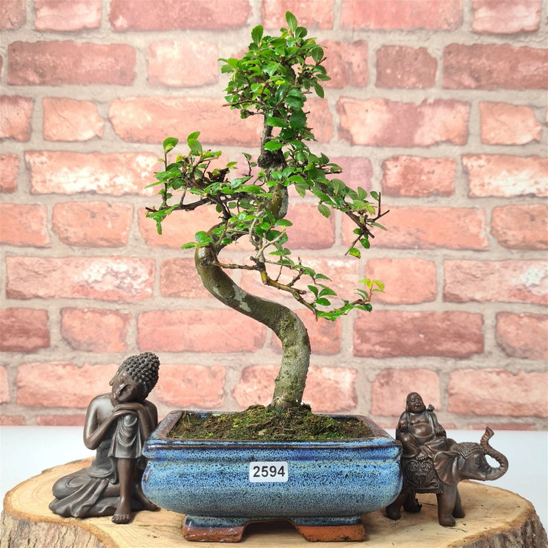 Chinese Elm (Ulmus Parvifolia) Bonsai Tree | Shaped | In 15cm Pot - Yorkshire Bonsai