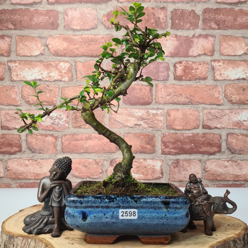 Chinese Elm (Ulmus Parvifolia) Bonsai Tree | Shaped | In 15cm Pot - Yorkshire Bonsai