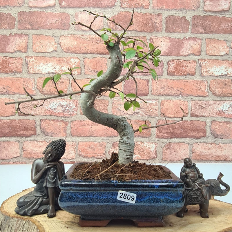 Chinese Elm (Ulmus Parvifolia) Bonsai Tree | Shaped | In 15cm Pot - Yorkshire Bonsai