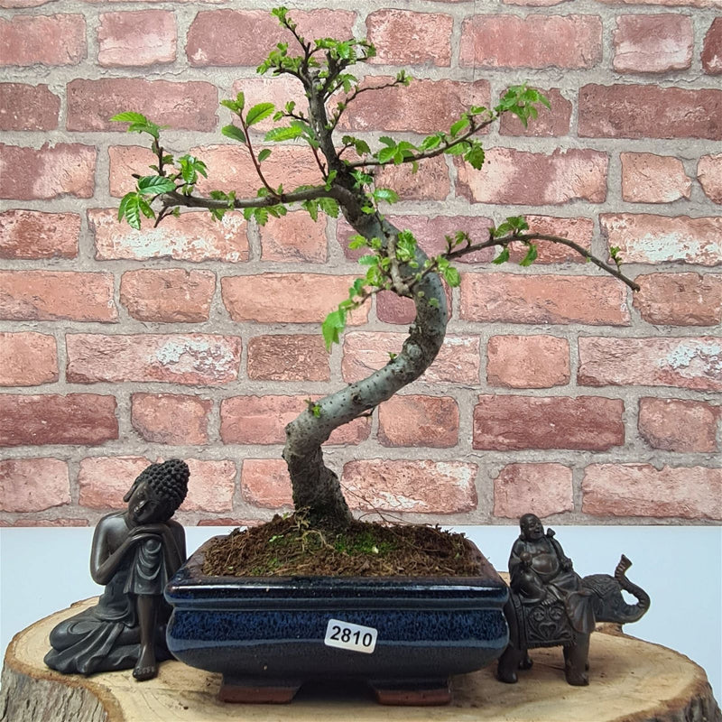 Chinese Elm (Ulmus Parvifolia) Bonsai Tree | Shaped | In 15cm Pot - Yorkshire Bonsai