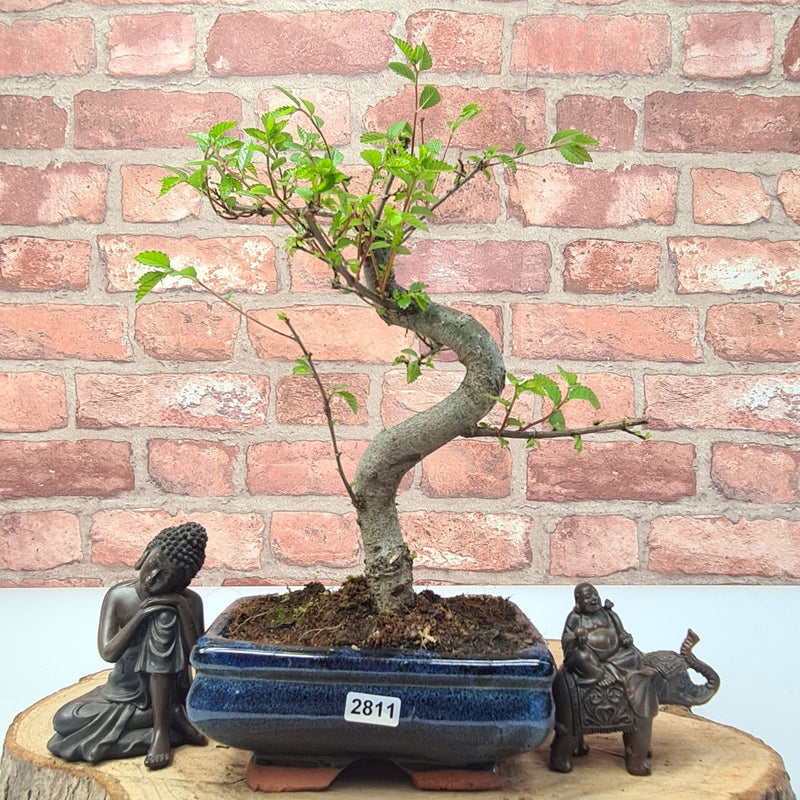 Chinese Elm (Ulmus Parvifolia) Bonsai Tree | Shaped | In 15cm Pot - Yorkshire Bonsai