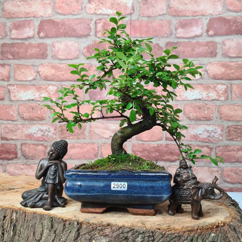 Chinese Elm (Ulmus Parvifolia) Bonsai Tree | Shaped | In 15cm Pot - Yorkshire Bonsai