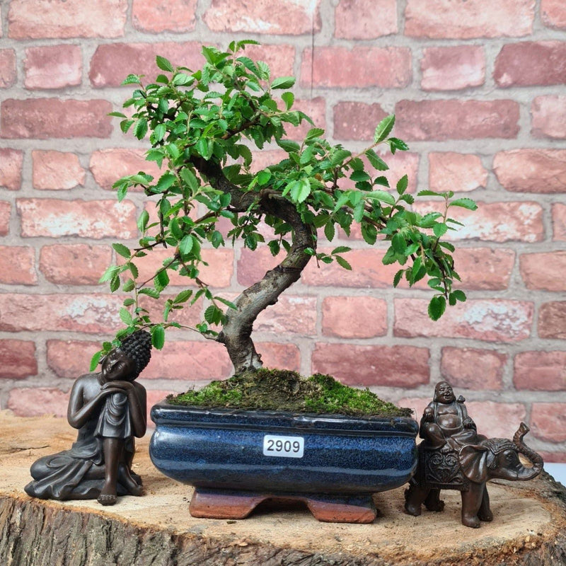 Chinese Elm (Ulmus Parvifolia) Bonsai Tree | Shaped | In 15cm Pot - Yorkshire Bonsai