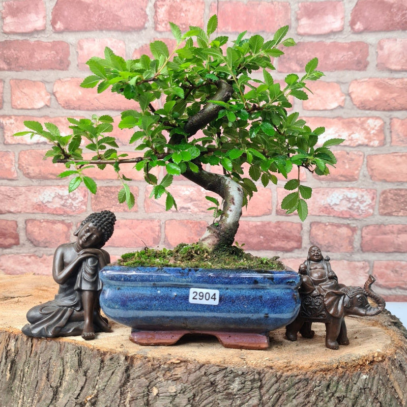 Chinese Elm (Ulmus Parvifolia) Bonsai Tree | Shaped | In 15cm Pot - Yorkshire Bonsai