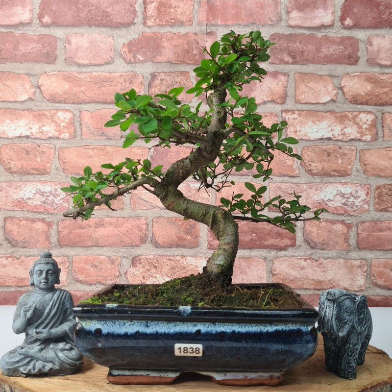 Chinese Elm (Ulmus Parvifolia) Bonsai Tree | Shaped | In 20cm Pot - Yorkshire Bonsai
