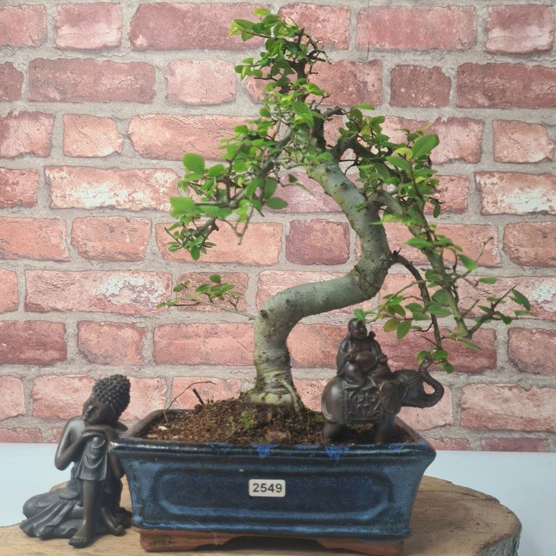 Chinese Elm (Ulmus Parvifolia) Bonsai Tree | Shaped | In 20cm Pot - Yorkshire Bonsai