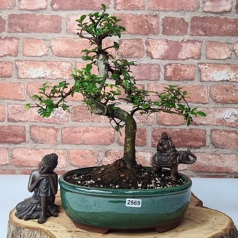 Chinese Elm (Ulmus Parvifolia) Bonsai Tree | Shaped | In 23cm Pot - Yorkshire Bonsai