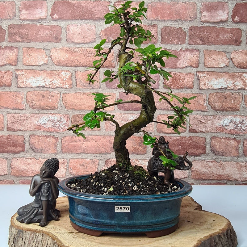 Chinese Elm (Ulmus Parvifolia) Bonsai Tree | Shaped | In 23cm Pot - Yorkshire Bonsai