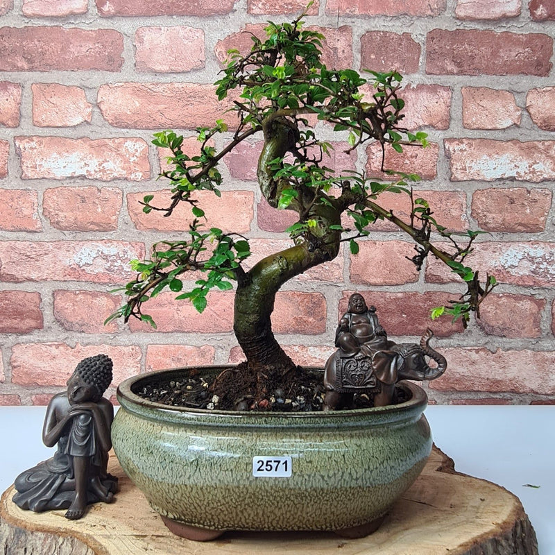 Chinese Elm (Ulmus Parvifolia) Bonsai Tree | Shaped | In 23cm Pot - Yorkshire Bonsai