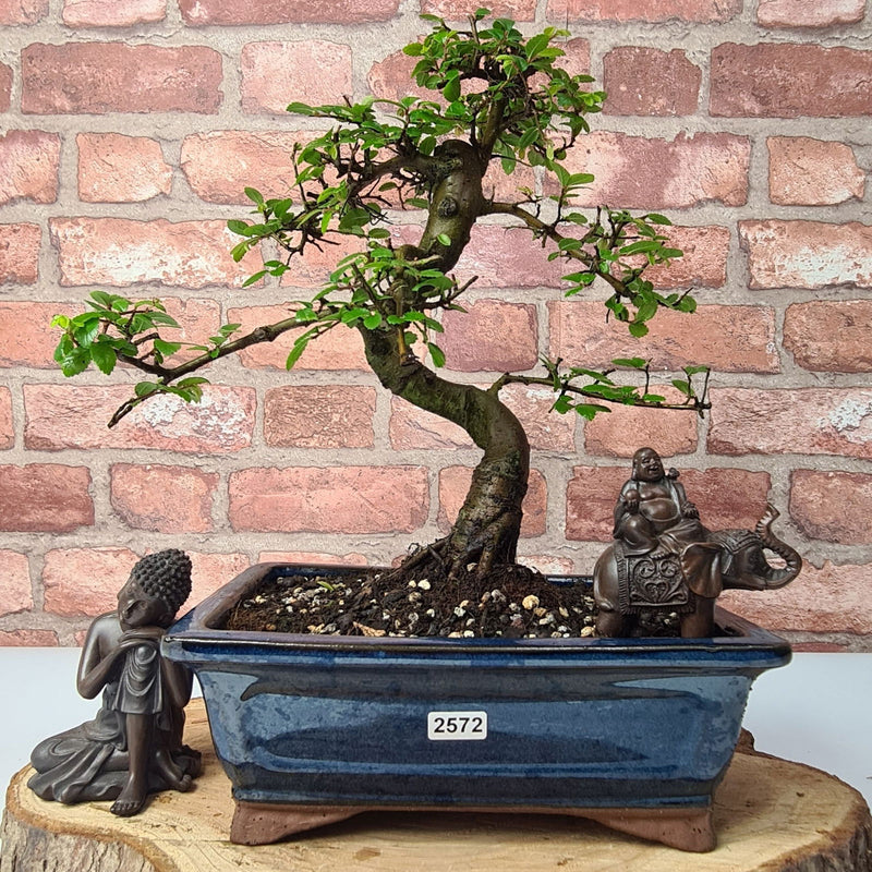 Chinese Elm (Ulmus Parvifolia) Bonsai Tree | Shaped | In 23cm Pot - Yorkshire Bonsai