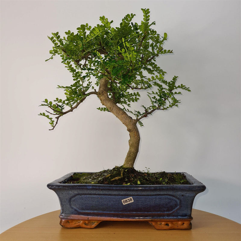 Chinese Pepper (Zanthoxylum Pipertum) Bonsai Tree | Shaped | In 30cm Pot - Yorkshire Bonsai