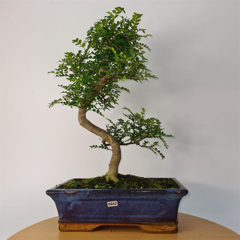 Chinese Pepper (Zanthoxylum Pipertum) Bonsai Tree | Shaped | In 30cm Pot - Yorkshire Bonsai
