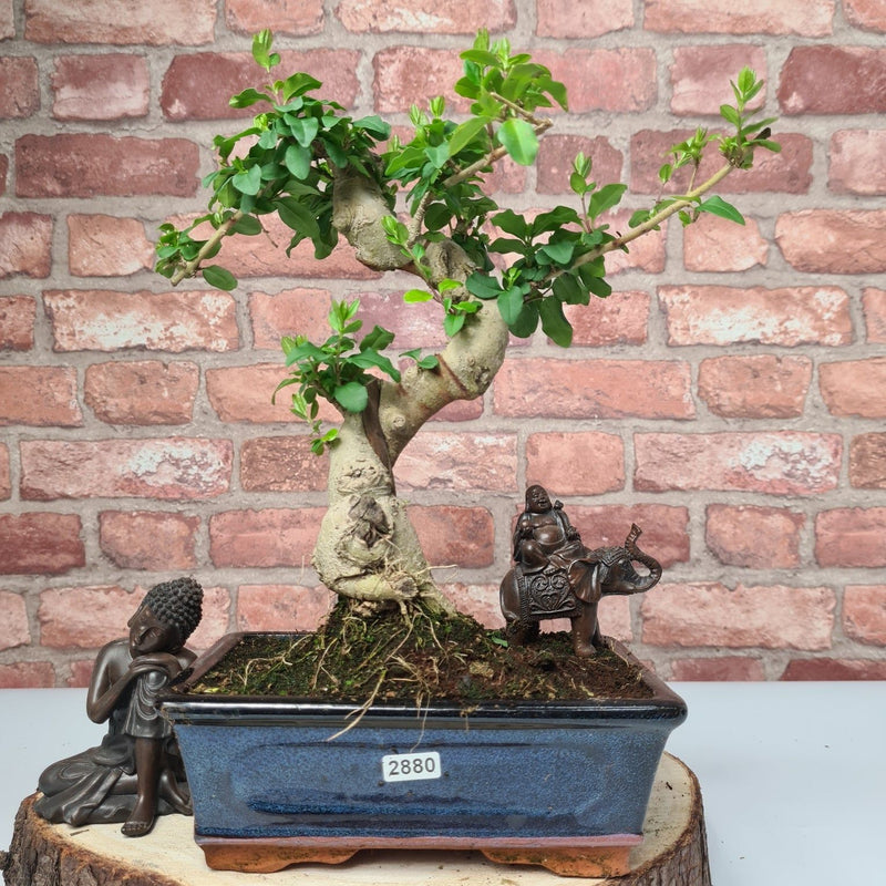 Chinese Privet (Ligustrum Sinense) Bonsai Tree | Shaped | In 20cm Pot - Yorkshire Bonsai
