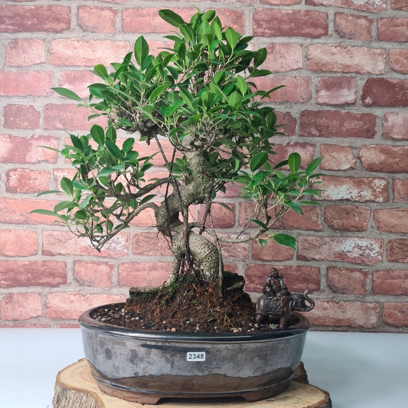 Ficus Microcarpa (Banyan Fig) Large Indoor Bonsai Tree | Shaped | In 32cm Yixing Pot - Yorkshire Bonsai