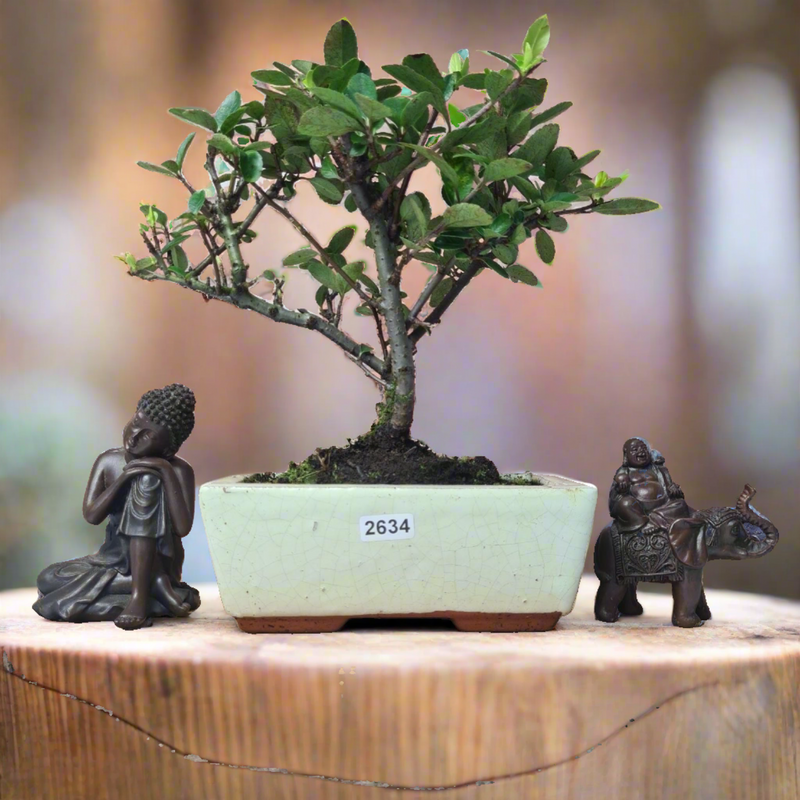 Firethorn (Pyracantha) Bonsai Tree | Broom | In 15cm Pot