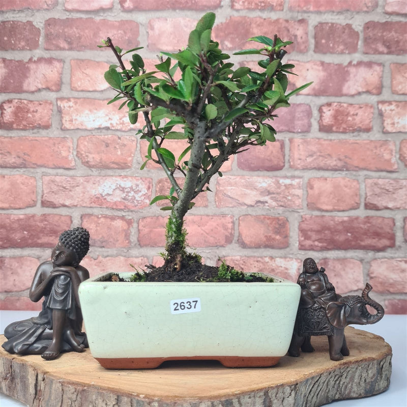 Firethorn (Pyracantha) Bonsai Tree | Broom | In 15cm Pot - Yorkshire Bonsai