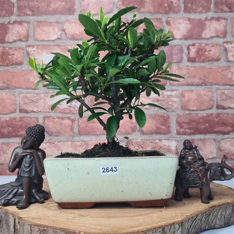 Firethorn (Pyracantha) Bonsai Tree | Broom | In 15cm Pot - Yorkshire Bonsai