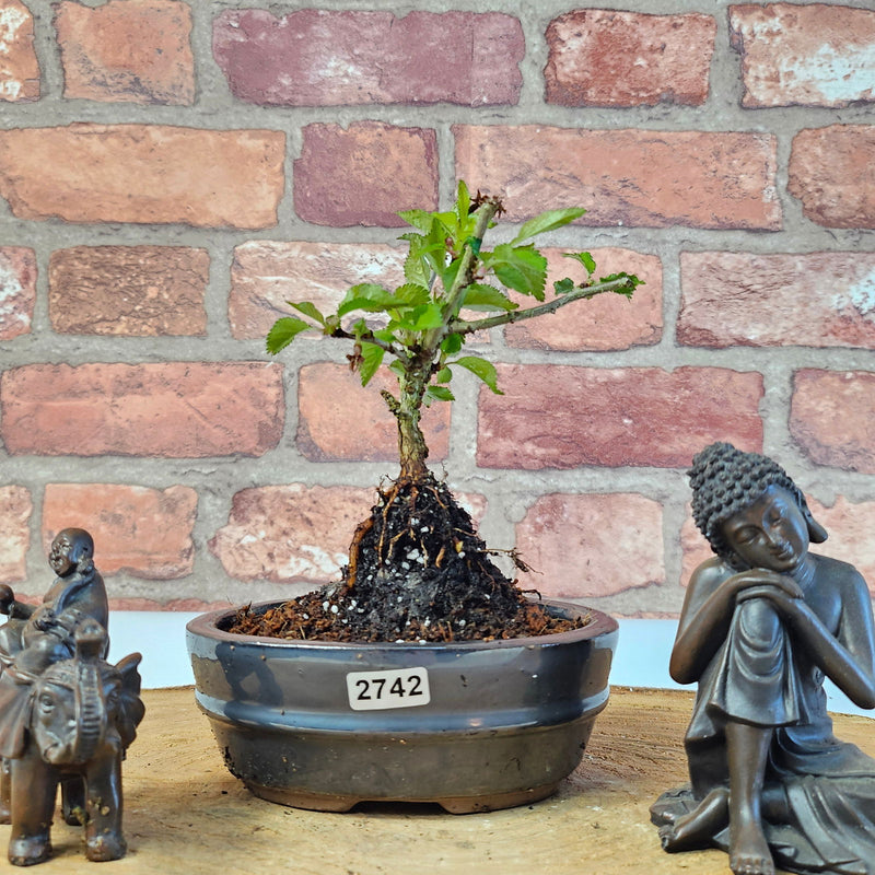 Fuji Cherry (Prunus Incisa) Kojo-no-mai Starter Bonsai Tree | Informal | In 12cm Pot - Yorkshire Bonsai