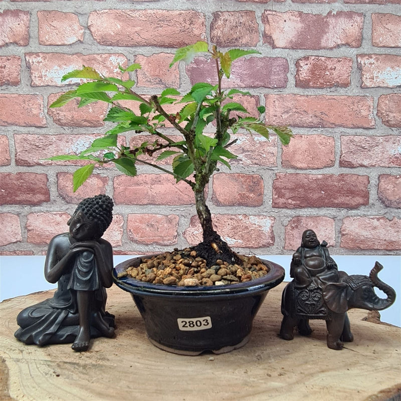 Fuji Cherry (Prunus Incisa) Kojo-no-mai Starter Bonsai Tree | Informal | In 12cm Pot - Yorkshire Bonsai
