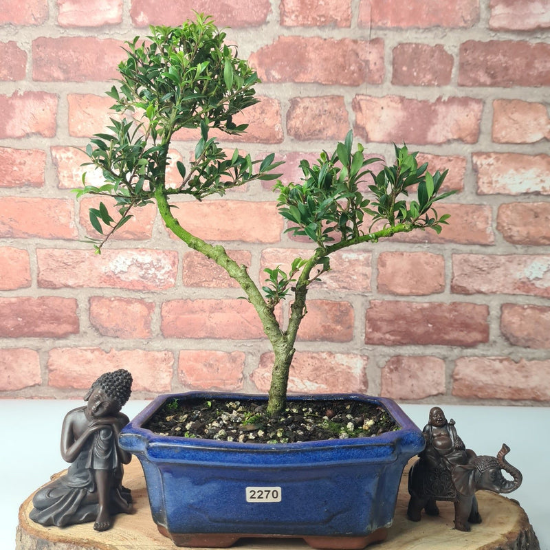 Japanese Holly (Ilex Crenata) Bonsai Tree | Shaped | In 20cm Pot - Yorkshire Bonsai