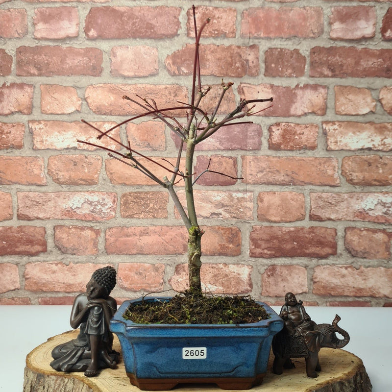 Japanese Maple (Acer) Bonsai Tree | Deshojo Informal Upright | In 15cm Pot - Yorkshire Bonsai