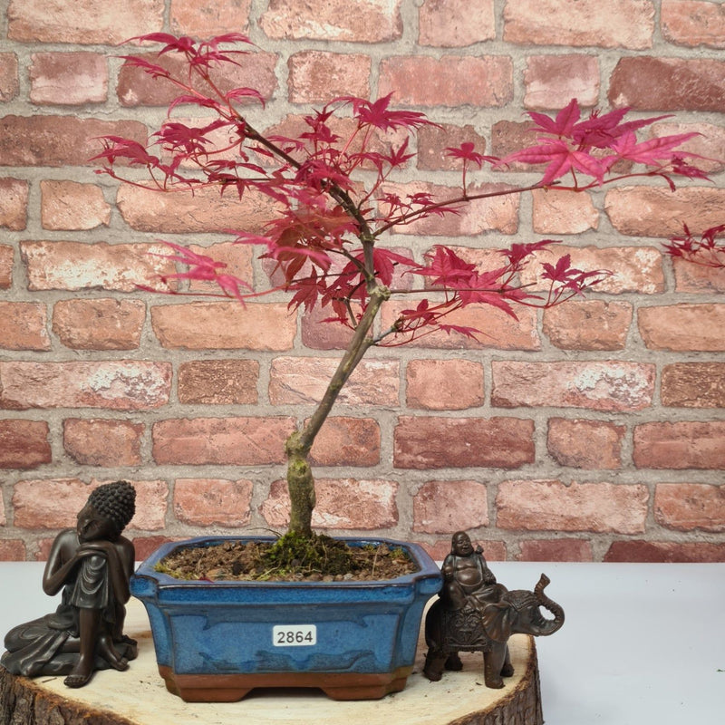 Japanese Maple (Acer) Bonsai Tree | Deshojo Informal Upright | In 15cm Pot - Yorkshire Bonsai