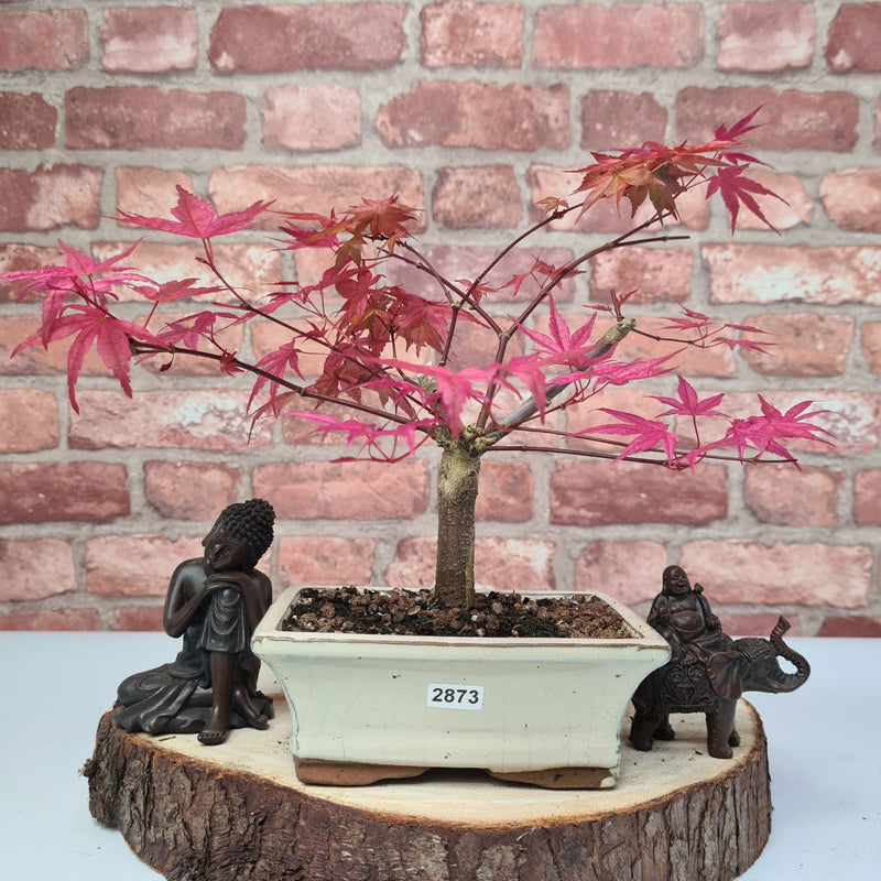 Japanese Maple (Acer) Bonsai Tree | Deshojo Informal Upright | In 15cm Pot - Yorkshire Bonsai