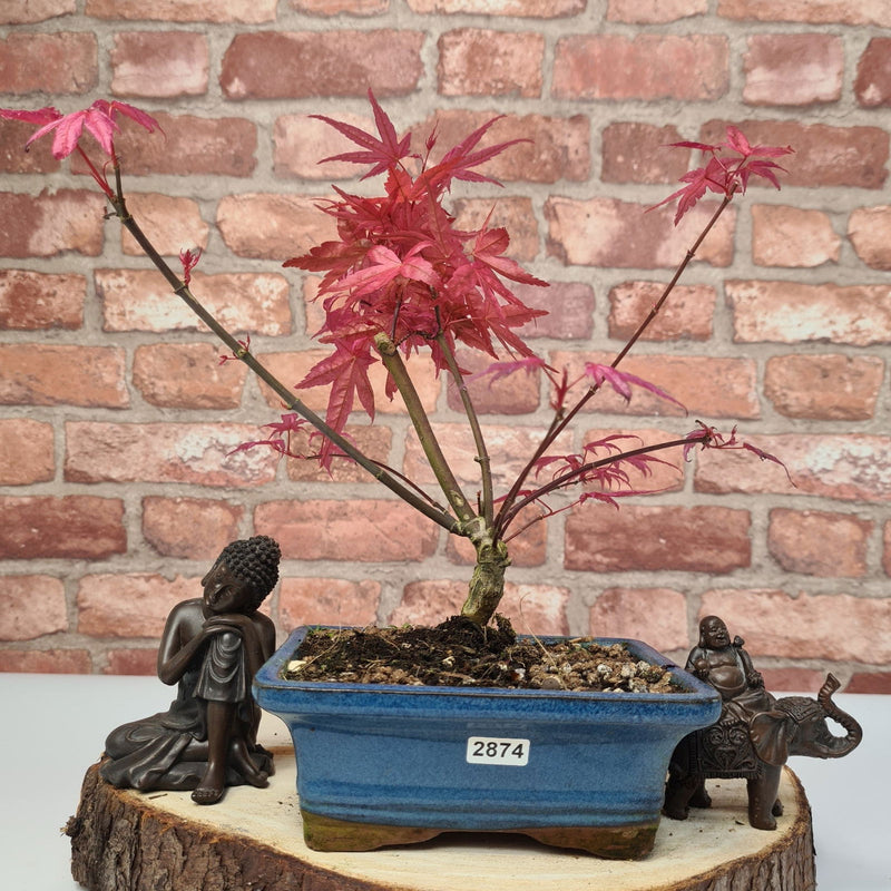 Japanese Maple (Acer) Bonsai Tree | Deshojo Informal Upright | In 15cm Pot - Yorkshire Bonsai