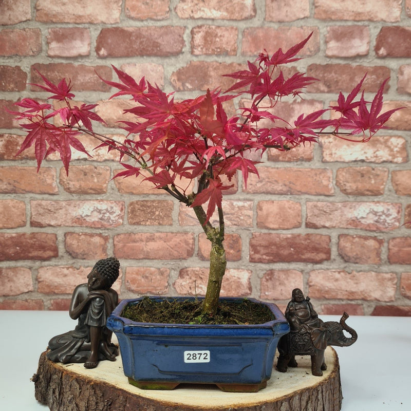 Japanese Maple (Acer) Bonsai Tree | Deshojo Informal Upright | In 15cm Pot - Yorkshire Bonsai