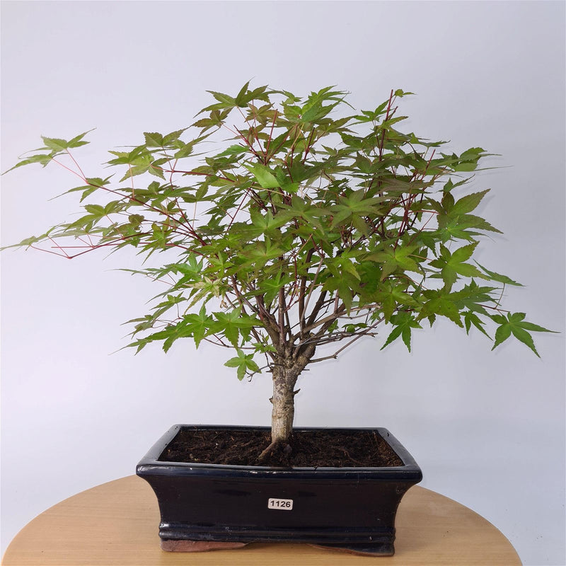 Japanese Maple (Acer) Bonsai Tree | Deshojo Informal Upright | In 25cm Pot - Yorkshire Bonsai