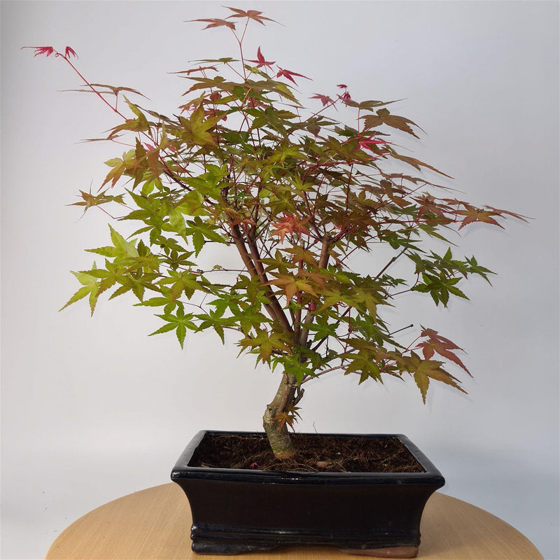 Japanese Maple (Acer) Bonsai Tree | Deshojo Informal Upright | In 25cm Pot - Yorkshire Bonsai